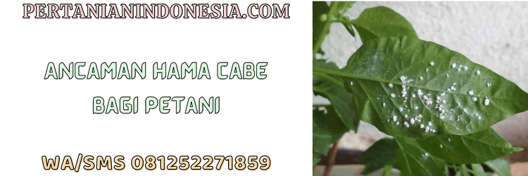 ancaman,gangguan,serangan,hama cabai,cabai